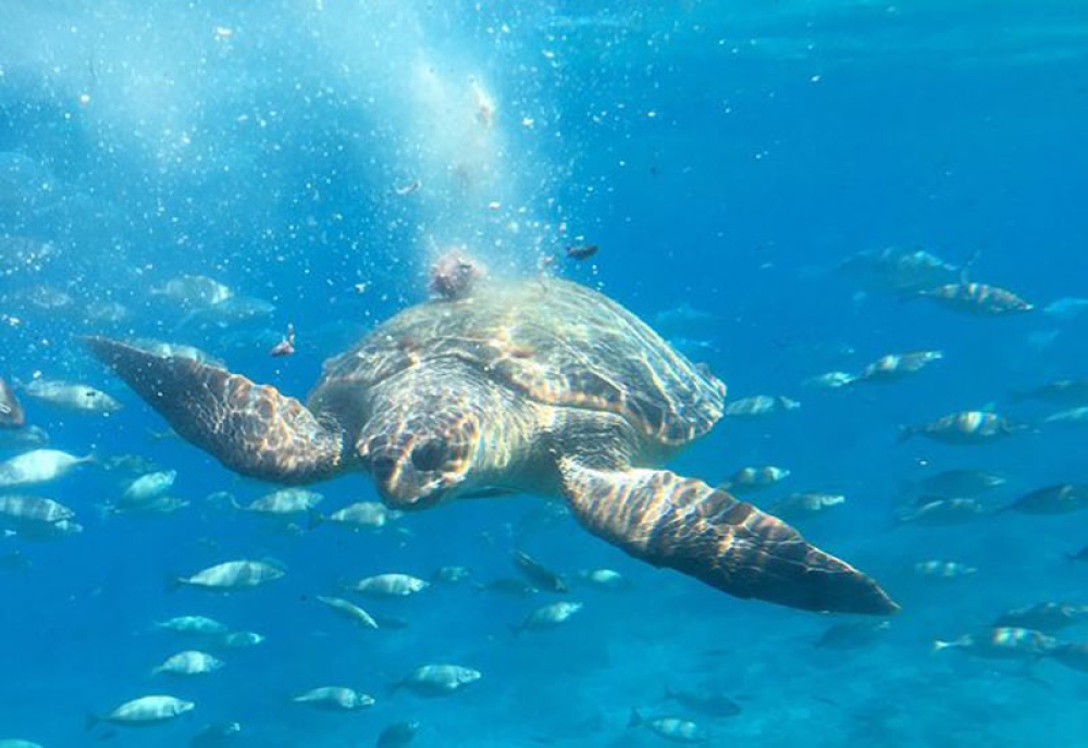 Creta Semi Submarine, Boat Tour with Nautilus in Agios Nikolaos